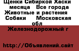 Щенки Сибиркой Хаски 2 месяца - Все города Животные и растения » Собаки   . Московская обл.,Железнодорожный г.